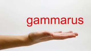 How to Pronounce gammarus  American English [upl. by Saleme978]