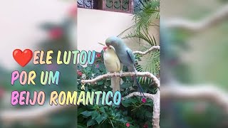 Lute pela sua amada animaisbirutas pets beijo romantic romance love pets animals [upl. by Ybreh]