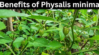 5 Health benefits of physalis angulata  Native gooseberry [upl. by Dnomsed]