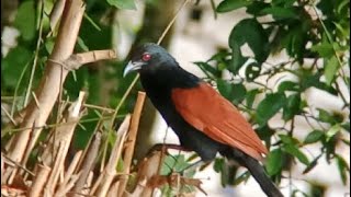 Greater Coucal foraging on ground🖤❤️🤎💚 lucky birds birdslover [upl. by Ayet518]