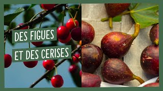 Avoir des cerises et des figues sur son balcon cest possible [upl. by Moraj]