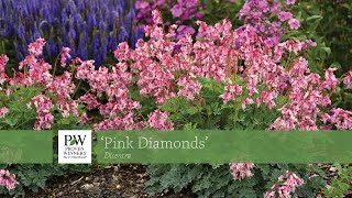 Dicentra Pink Diamonds  Walters Gardens [upl. by Soane]