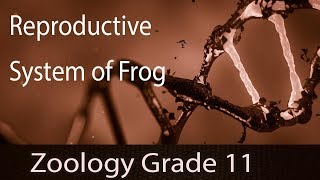 Structural Organization In Animals  Amphibian Kingdom  FrogsAnatomy Reproductive SystemPart 15 [upl. by Bohs831]