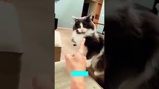 🐱 Funny Cats  Hilarious Cat Moments Compilation  Try Not to Laugh Challenge EP 5039 [upl. by Jordana880]