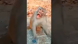 cute deer 🦌💞 amp monkey 🐒 funny 🤣 funnyvideos deer monkey viral video funny cute shorts yt [upl. by Heeley]