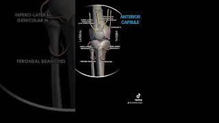 Genicular Nerve block [upl. by Rothenberg67]