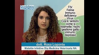 FIV immunodeficienza felina Cosè come si trasmette sintomi rischi gestione gatto con Fiv [upl. by Mcnully355]