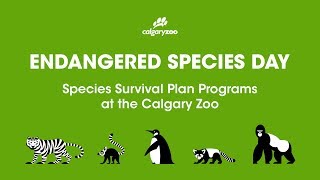 Endangered Species Day  Species Survival Plan Programs [upl. by Muffin537]