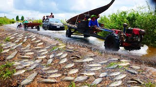 I use fishing tool to catch a lot of fishes in under straw at field after harvesting [upl. by Naxela]