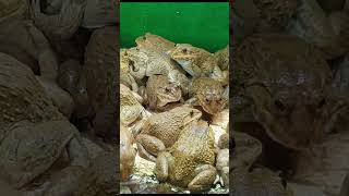 5 Deadly Frog Care Errors Youre Making Right Now 7 [upl. by Ococ]