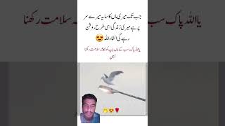 samiullah duet maa bap unfrezzmyaccount urdulines 2line urdupoetry shortvideo shorts [upl. by Westhead696]