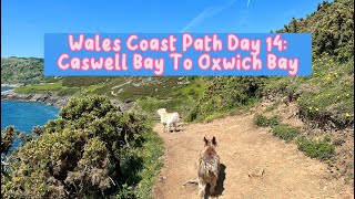 Wales Coast Path Day 14 Caswell Bay to Oxwich Bay [upl. by Anytsirk800]