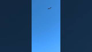 Osprey Flies Over Lake amp Black Bellied Whistling Ducks Whistle at Solary Park Oviedo Florida [upl. by Ahsaelat429]