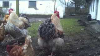 Buff Orpington Meat Chickens [upl. by Gilbertson]