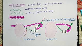 GROSS ANATOMY OF OVARY GYNAEC GODDESS [upl. by Eelanej]