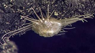 3 Unknown ROV Findings from the Deep Ocean Still Unexplained in 2024 [upl. by Nedrah768]