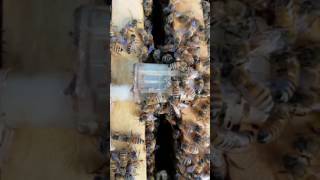 How to tell if your Honey Bee hive is really queenless shorts [upl. by Zacharia]