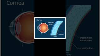 cornea ki layer  youtube short video  viral shorts [upl. by Lucita719]