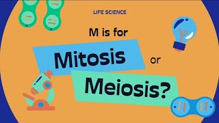 The Mitosis amp Meiosis cellcycle ytshorts neet biologyeducation [upl. by Phylis]