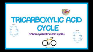 TRICARBOXYLIC ACID CYCLE KREBS CYCLE simplified [upl. by Dlanor]