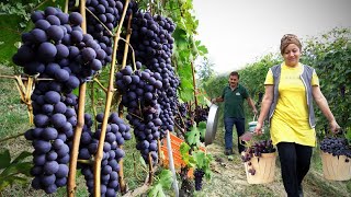 Grape Harvesting and Prepare OLD FASHIONED GRAPE Dessert with Walnuts [upl. by Auot]