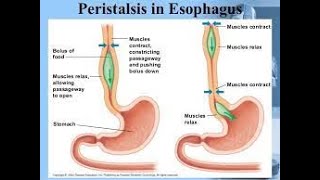 Esophageal Peristalsis [upl. by Tutto]