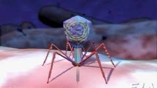 Bacteriophage Infection [upl. by Manouch]