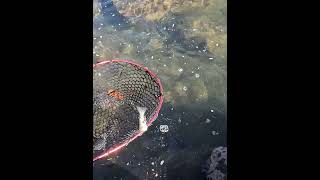 First Dry Fly Bite Of The Season  Tenkara Fishing In Colorado fishing tenkarafishing flyfishing [upl. by Ennylcaj]