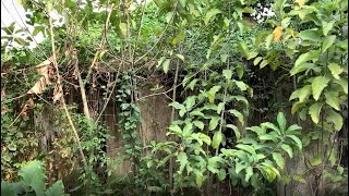 Transformation Cleaning Abandoned House with Overgrown Grass [upl. by Friedland]