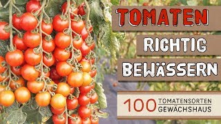 Tomaten richtig bewässern  100 Tomatensorten Gewächshaus [upl. by Glennie873]