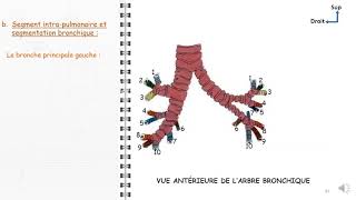 ANATOMIE FMPM TRACHEE ET BRONCHES [upl. by Leigha666]