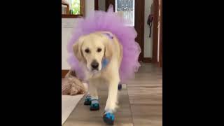 COME BOY YOU CAN 😂😂 FUNNY DOG VIDEO shorts [upl. by Suzy]