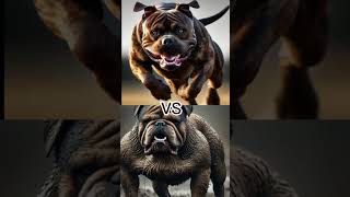 DOG FIGHT GERMAN SHEPHERD VS XL BULLY VS ROTTWeiler WHO WILL WIN [upl. by Ellasal]