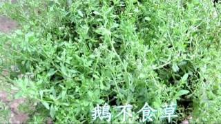 介紹藥用植物及民間青草藥鵝不食草石胡荽，珠仔草 [upl. by Louanna]