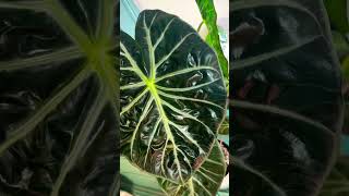 Alocasia Pink Dragon houseplant indoorplants tropicalplants garden gardening plants [upl. by Aysahc952]