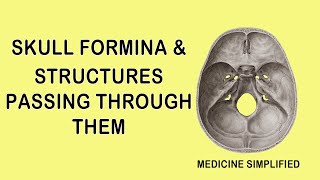 SKULL FORAMINA AND STRUCTURES PASSING THROUGH THEM  CRANIAL FORAMEN CONTENTS [upl. by Maisie34]