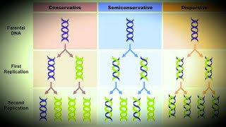 DNA ReplicationSemi Conservative modelConservative ModelDespersive Model [upl. by Rollo]