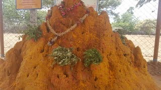 நாக தோஷம் நீங்க பரிகாரம் naga dosham tamil astrology [upl. by Ayahsal300]