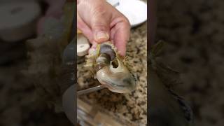 Removing Apple Murex meat from its shellTechniqueSea Snails [upl. by Marney]