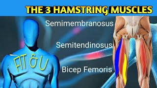 All Three Hamstring Muscles  Bicep Femoris  Semimembranosus  Semitendinosus  Anatomy  Exercise [upl. by Jarrod]