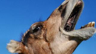 The Amazing Dromedary Camel [upl. by Annayad]