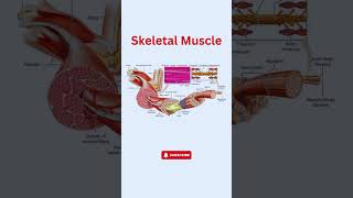 Skeletal Muscle Structure Explained Layers of Strength and Movement [upl. by Notsla]