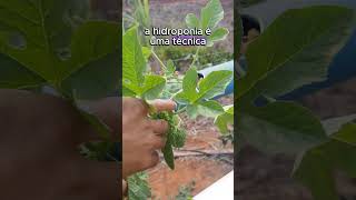 Você sabe qual o Segredo dessa planta plantas plantados plantarcuriosidades [upl. by Eugilegna]