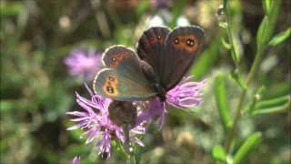 Scotch Argus Butterfly Erebia aethiops [upl. by Candide439]