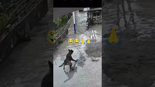 Dog comedy video incident 😂😂🙏🙏 funnyvideo funnymemes fun comedy [upl. by Bosson]