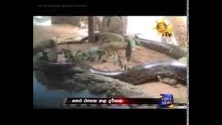 Anaconda eats her partner in Dehiwala [upl. by Enner410]