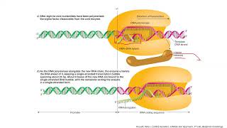 Lecture 3 Initiation of transcription in E coli continued and elongation [upl. by Col]