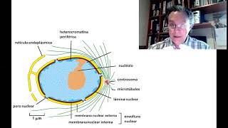 BCM  T3a  Compartimientos intracelulares Parte 1 [upl. by Elyrrad]