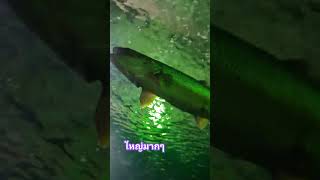 Så stor fisk i akvariet skansen akvaryum fypシ゚viral fypyoutube fish ปลา [upl. by Curry900]