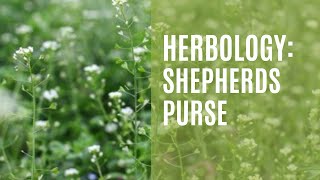 Herbology Learn About the POWERFUL Medicinal Benefits of Shepherds Purse [upl. by Ajan801]